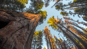 Sequoia Gigante